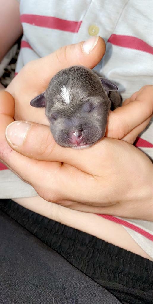 wolf puppies for sale gumtree